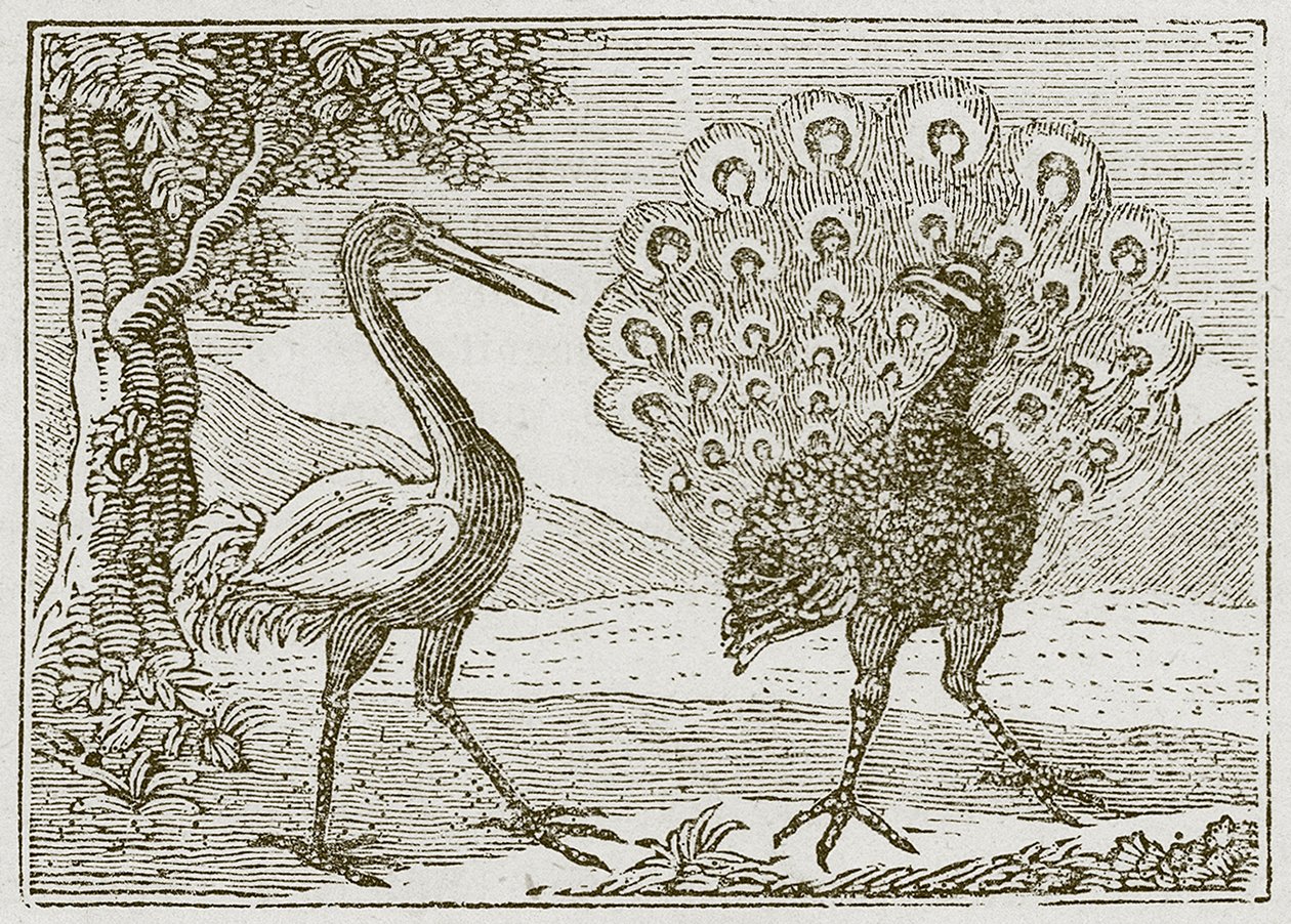 Le paon et la grue (gravure) - English School