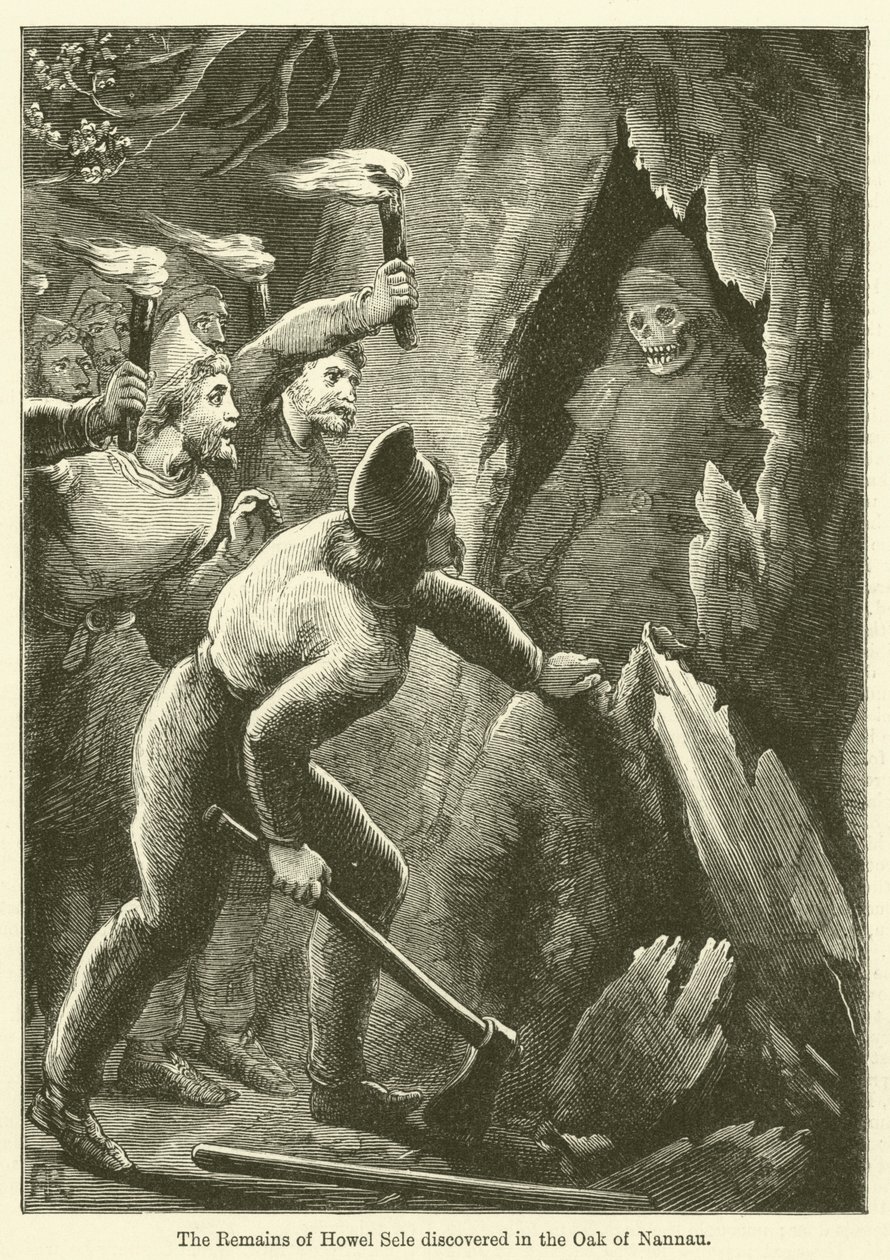 Les restes de Howel Sele découverts dans le chêne de Nannau (gravure) - English School
