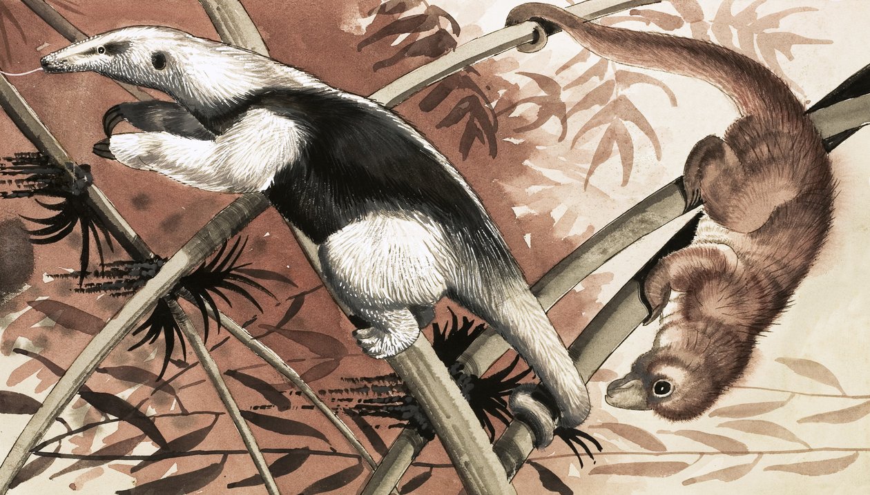 Le Tamandua - English School