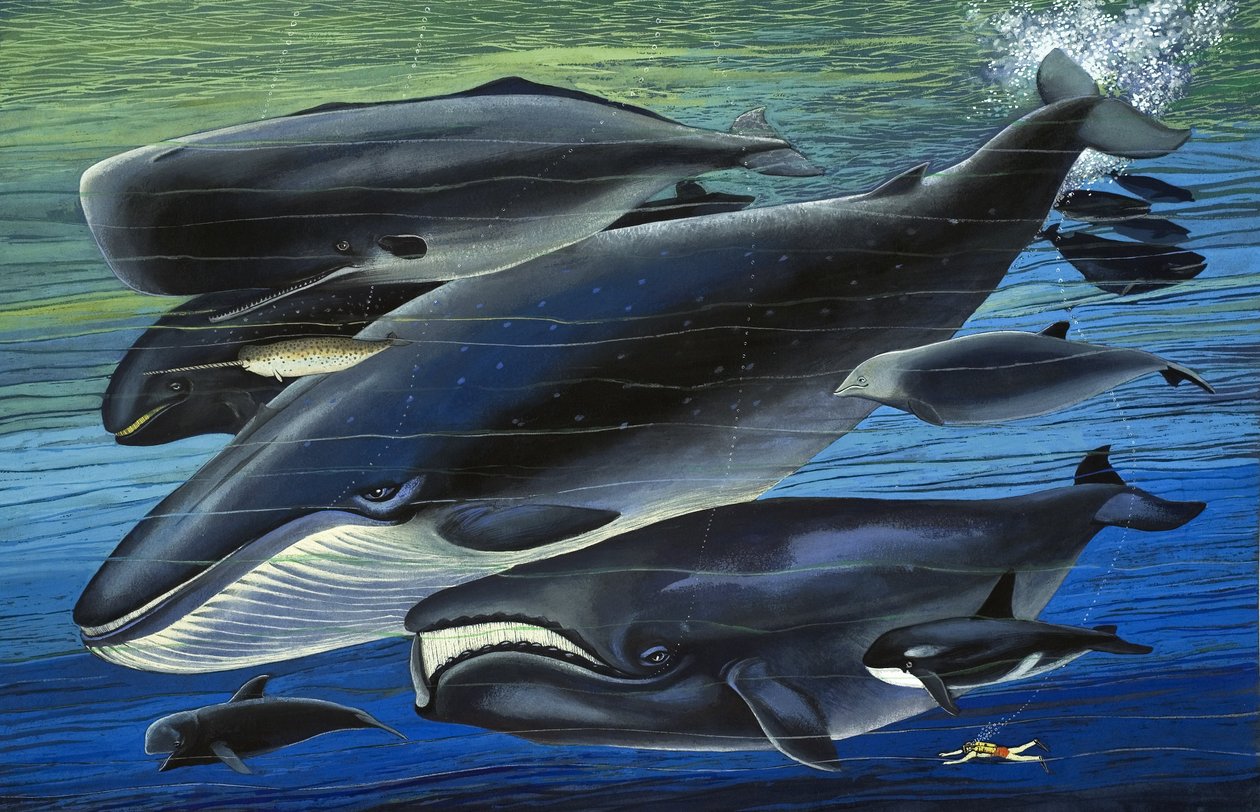 La famille baleine, illustration tirée de "Il était une fois". - English School