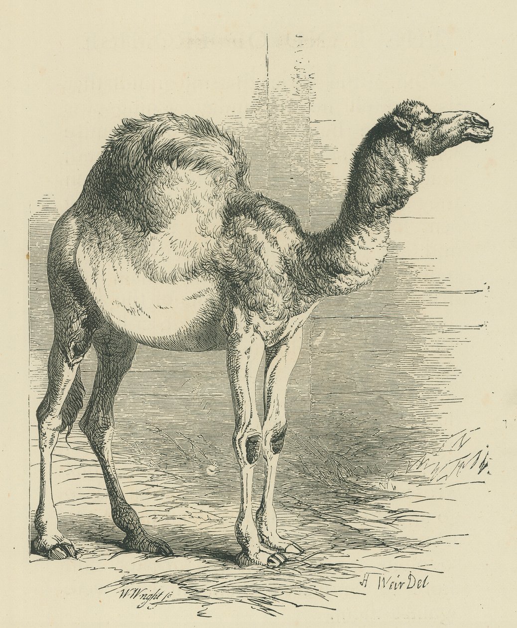 Le dromadaire (gravure) - English School