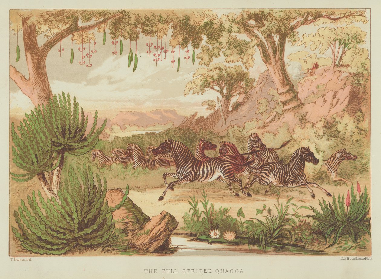 Le quagga rayé (lithographie couleur) - English School