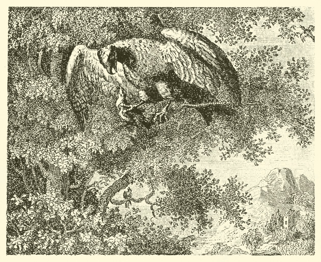 Le faucon et le rossignol (gravure) - English School