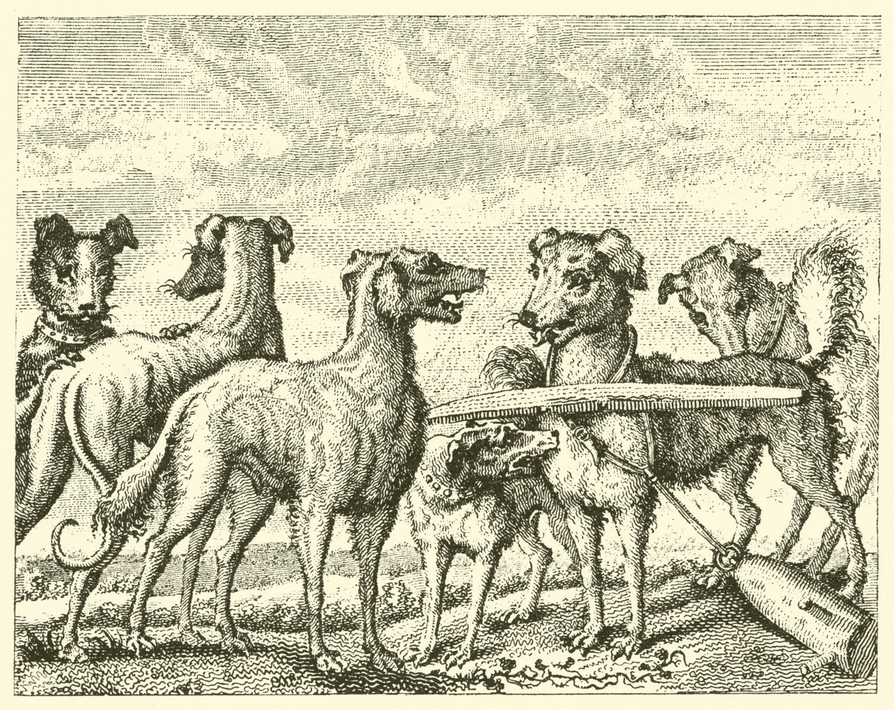 Le chien espiègle (gravure) - English School
