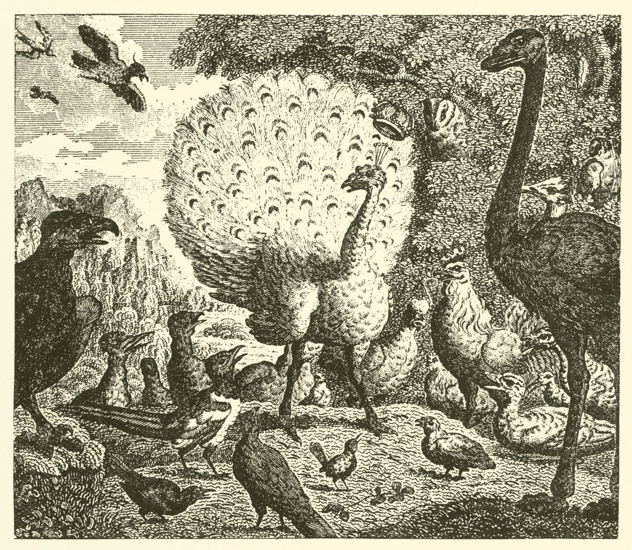 Le paon et la pie (gravure) - English School