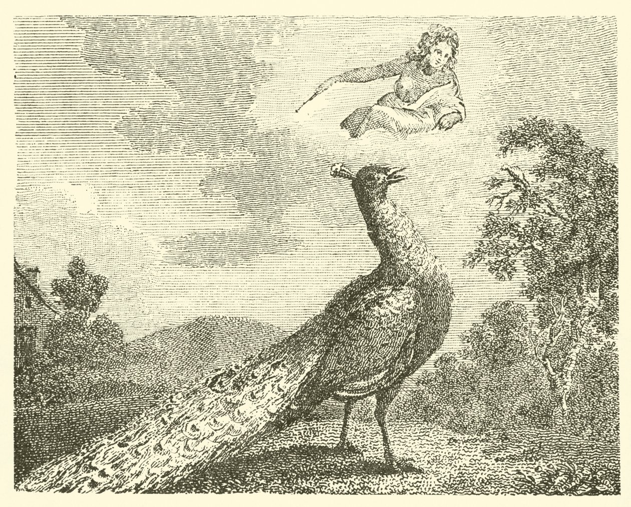 La plainte du paon (gravure) - English School