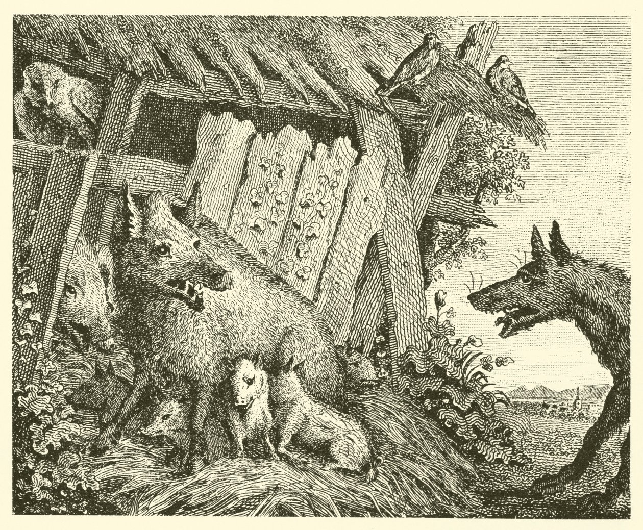 La truie et le loup (gravure) - English School