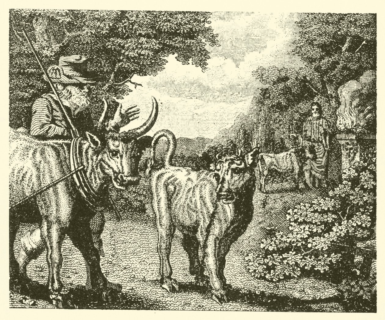 Le veau dévergondé (gravure) - English School