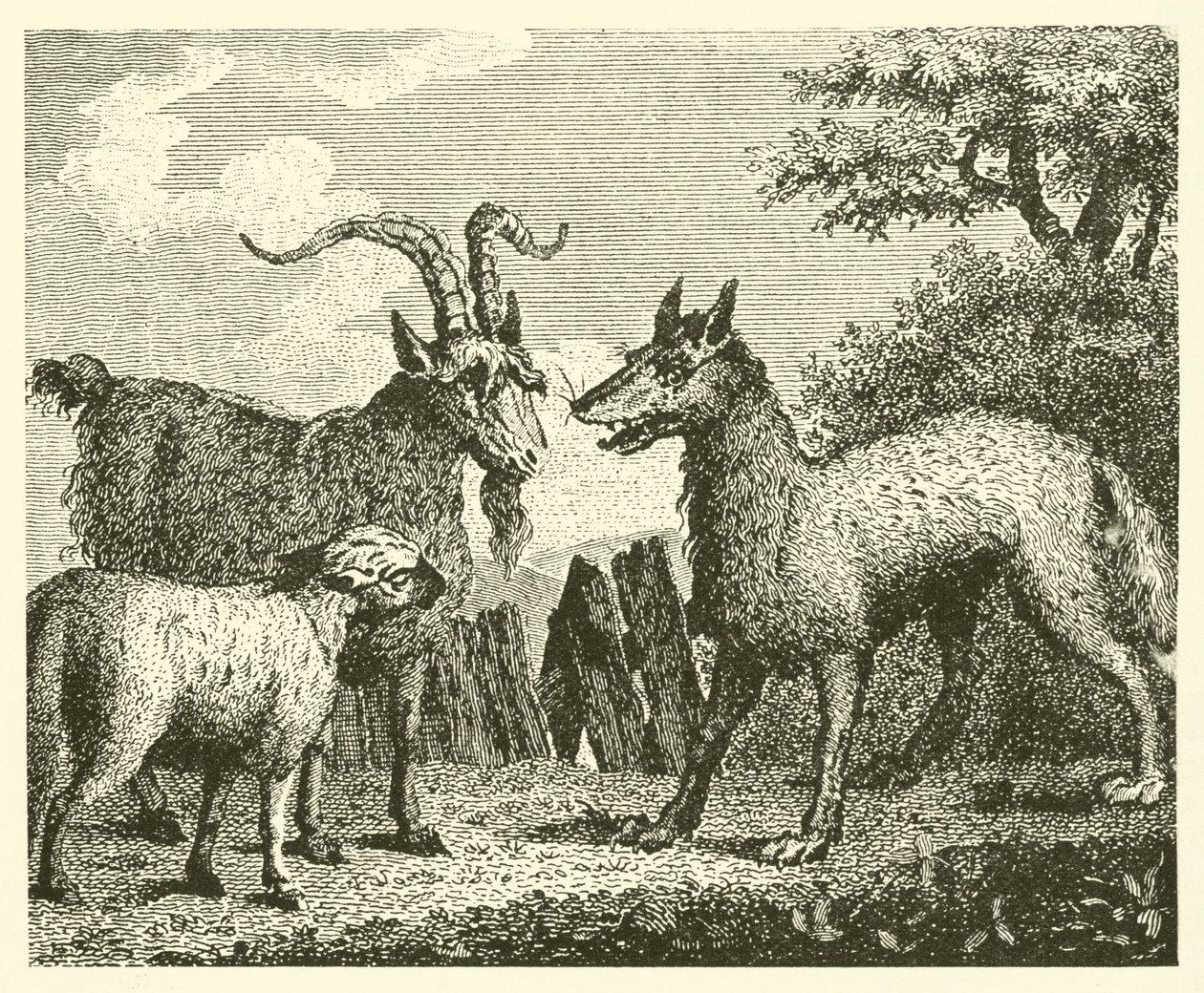 Le loup, l