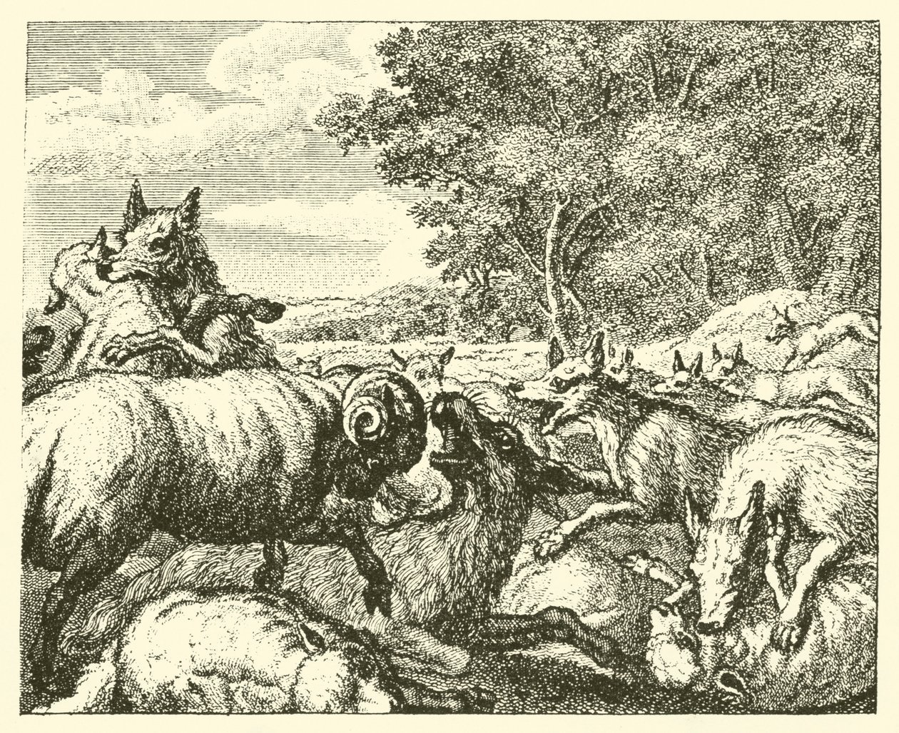 Les loups et les brebis (gravure) - English School