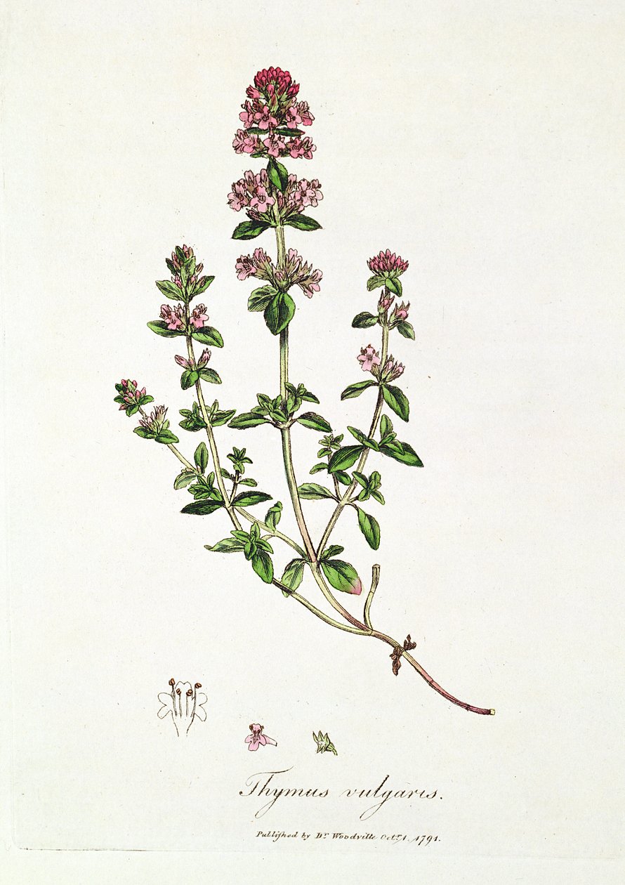 Thym, Thymus vulgaris, publié par le Dr Woodville - English School