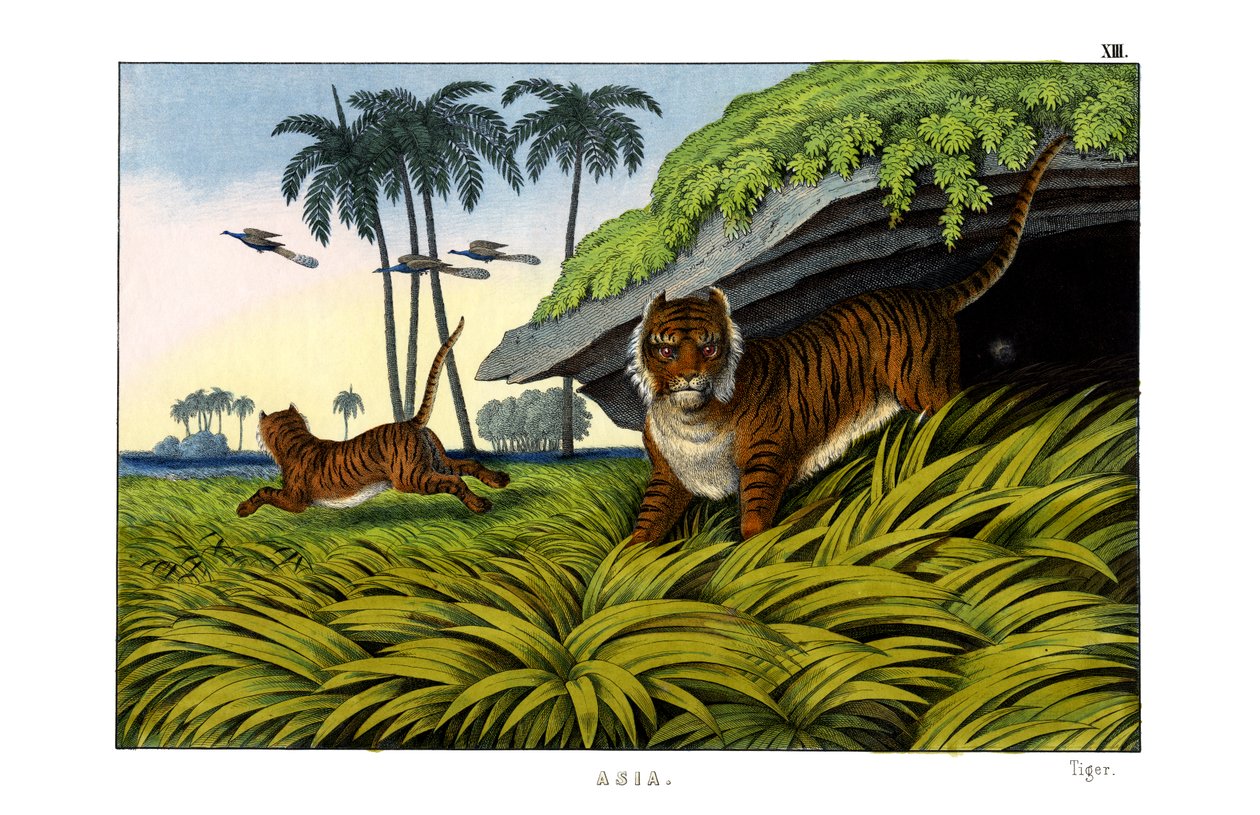 Tigre - English School