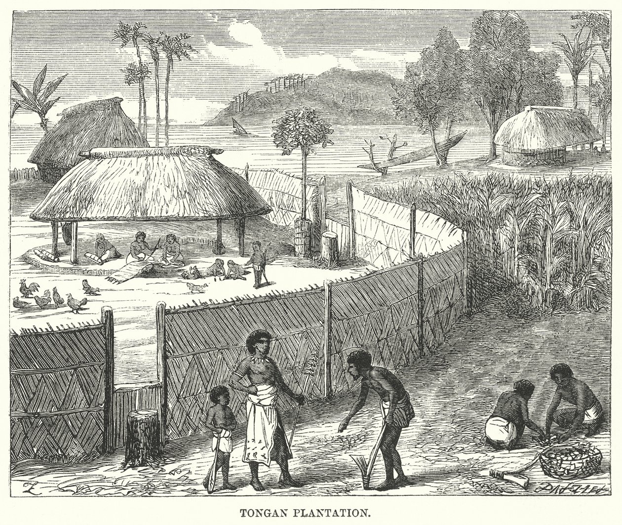 Plantation tongienne (gravure) - English School