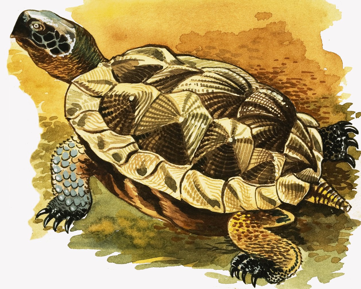 Tortue - English School