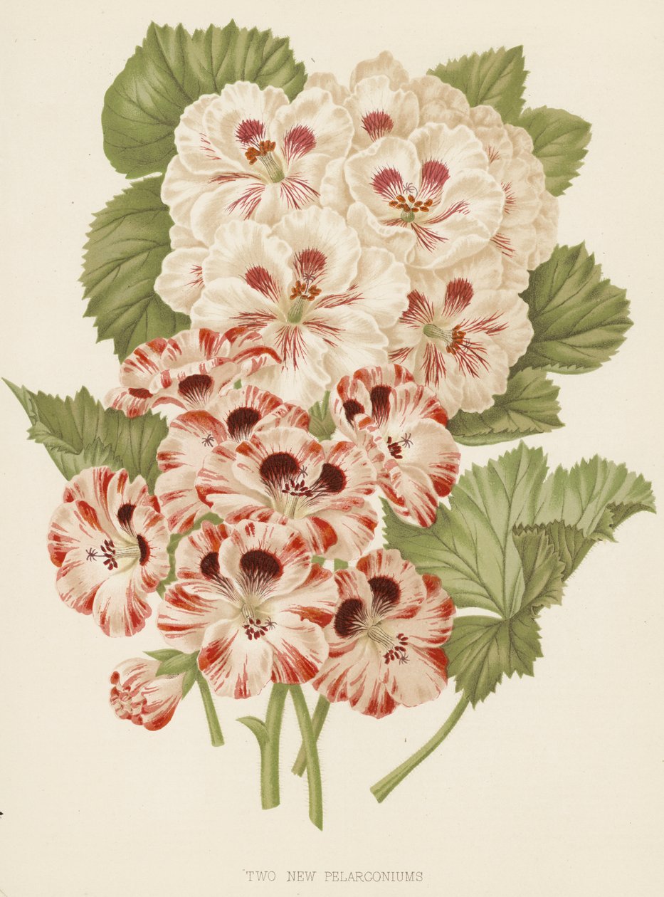 Deux nouveaux pélargoniums (lithographie couleur) - English School