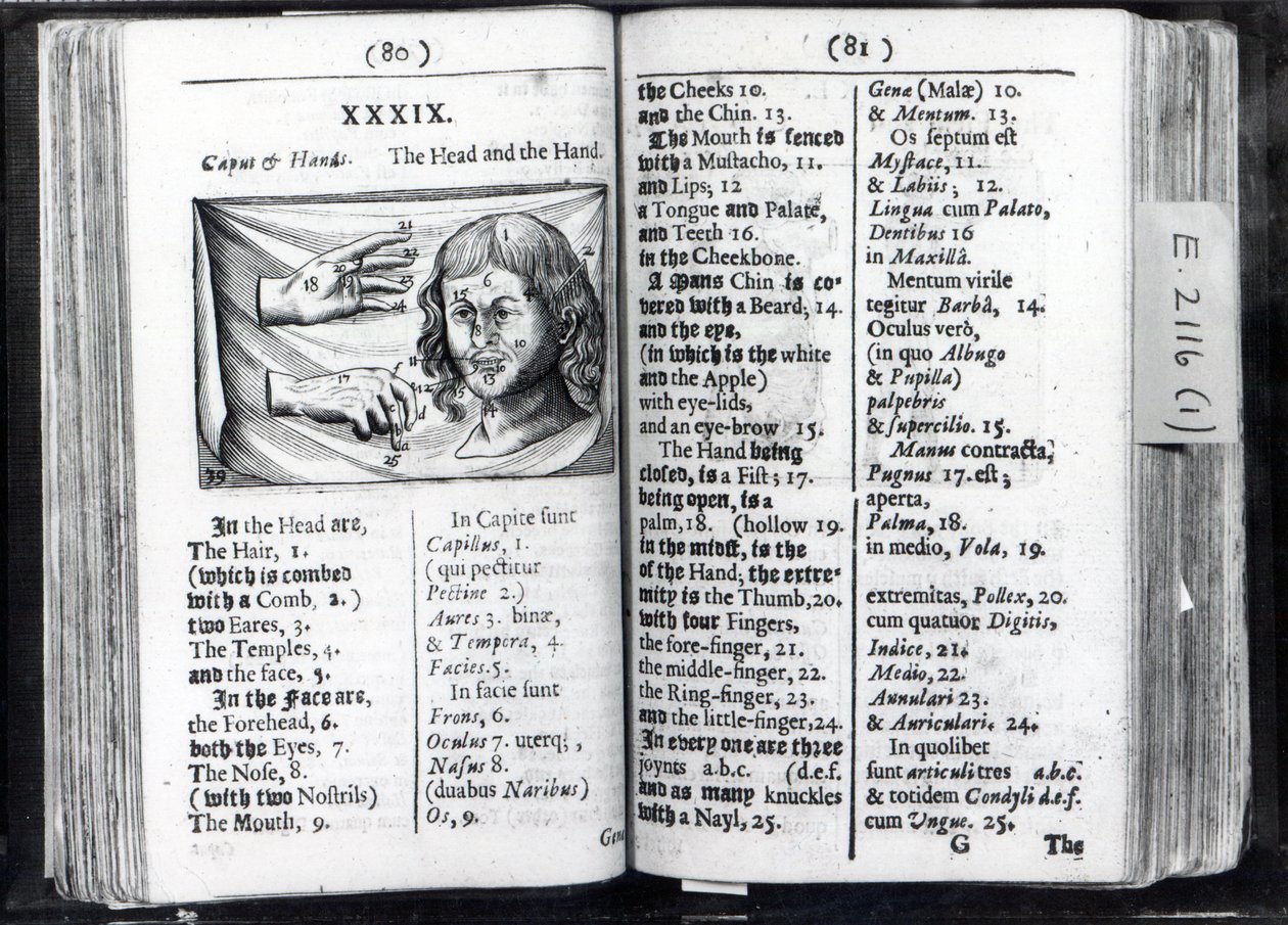 Deux pages de Orbis Sensualium Pictus par Comenius, 1659 - English School