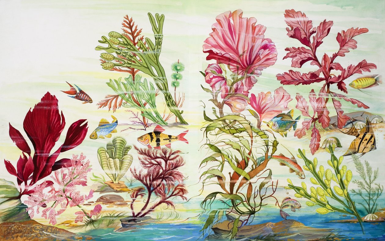 Plantes sous-marines (gouache sur papier) - English School