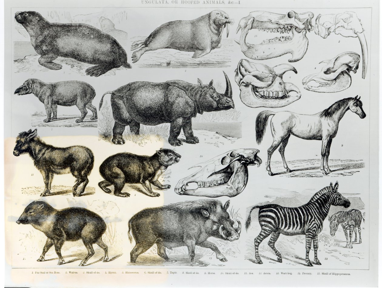 Ungulés ou animaux à sabots - English School