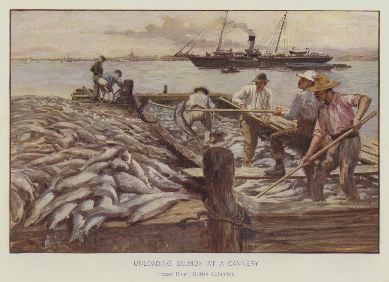 Déchargement de saumon dans une conserverie, fleuve Fraser, Colombie-Britannique (lithographie couleur) - English School