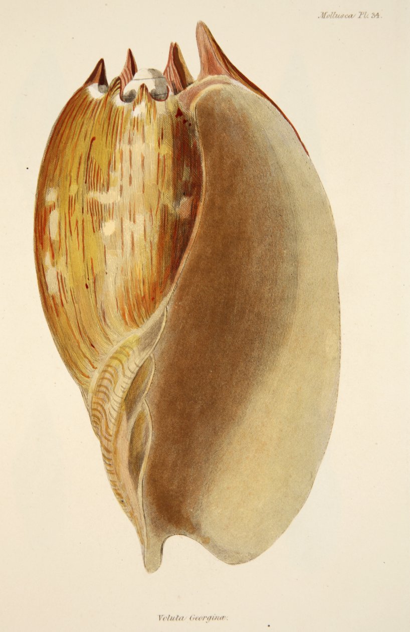 Veluta Georgina, de The Mollusca and Radiata, pub. 1833 - English School