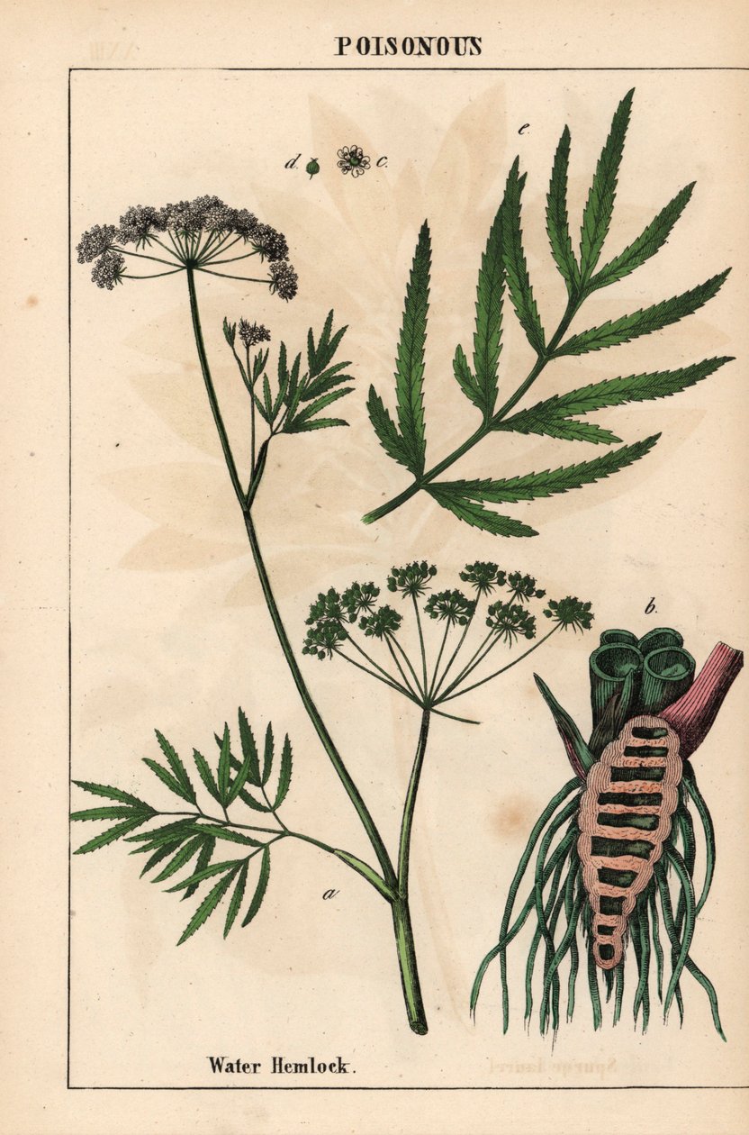 Ciguë aquatique montrant les feuilles, la structure des racines et les fleurs. Cicuta virosa, de 