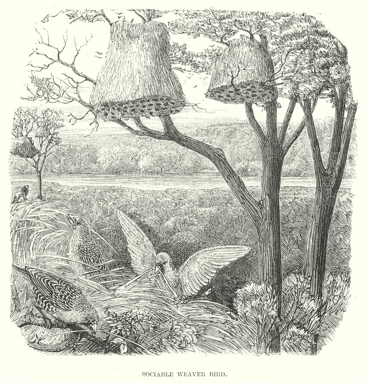 Oiseaux tisserands (gravure) - English School