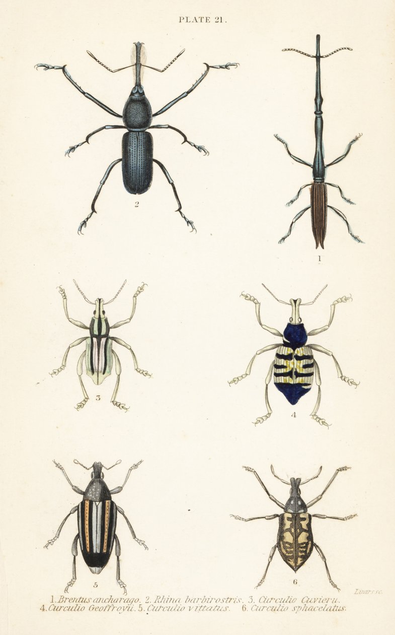 Charançons : Brentus ancharago 1, Rhina barbirostris 2, Curculio cuviera 3, Eupholus geoffroyi 4, Larinus ursus 5 et Curculio sphacelatus 6 - English School