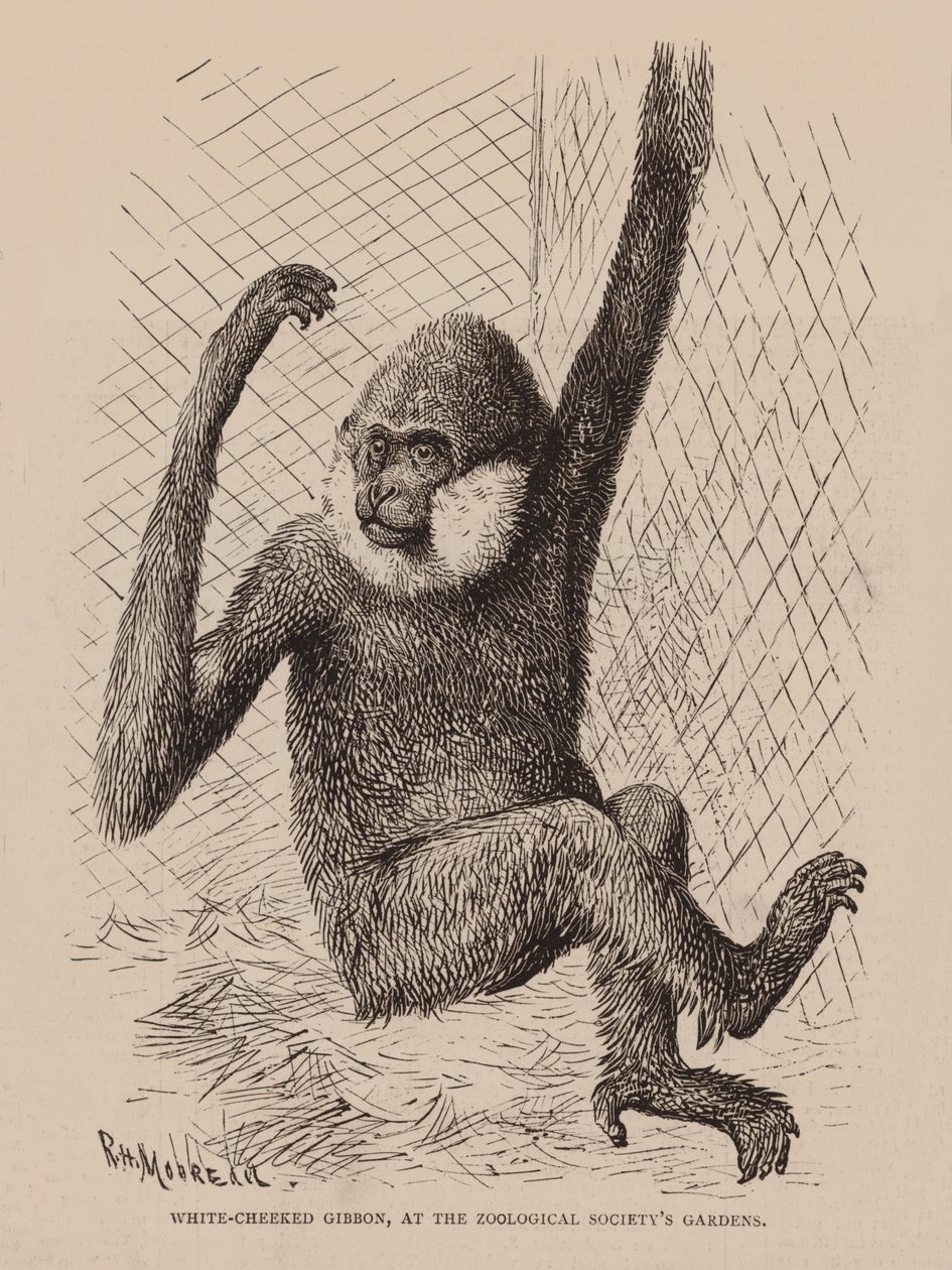Gibbon à joues blanches, dans les jardins de la Société zoologique (gravure) - English School