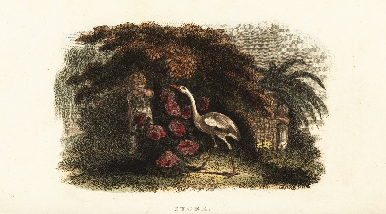Cigogne blanche, Ciconia ciconia, jouant à cache-cache avec des enfants dans un jardin - English School
