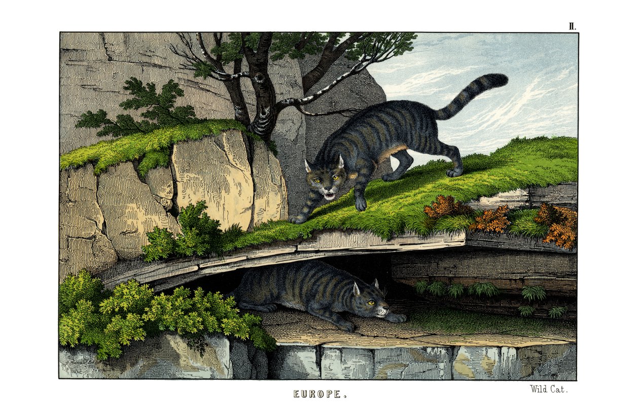 Chat sauvage - English School