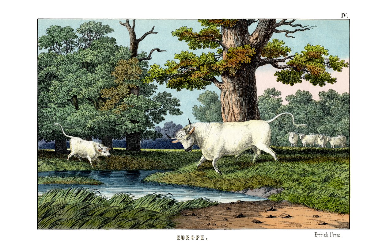 Bétail sauvage de Grande-Bretagne - English School