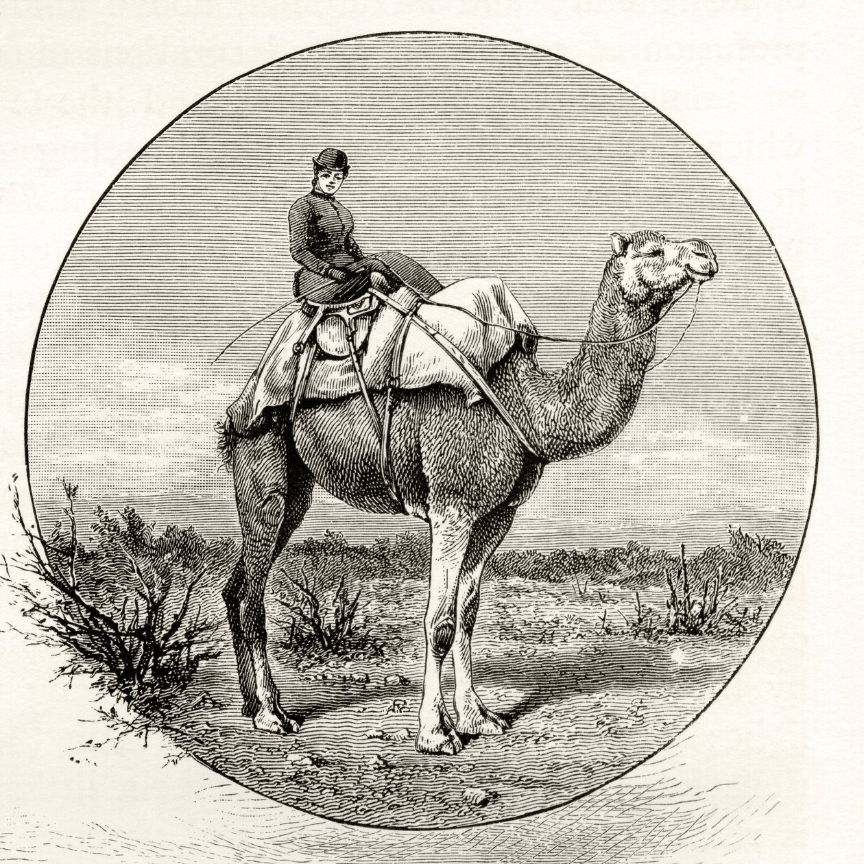Femme sur un chameau en Australie, vers 1880, de 