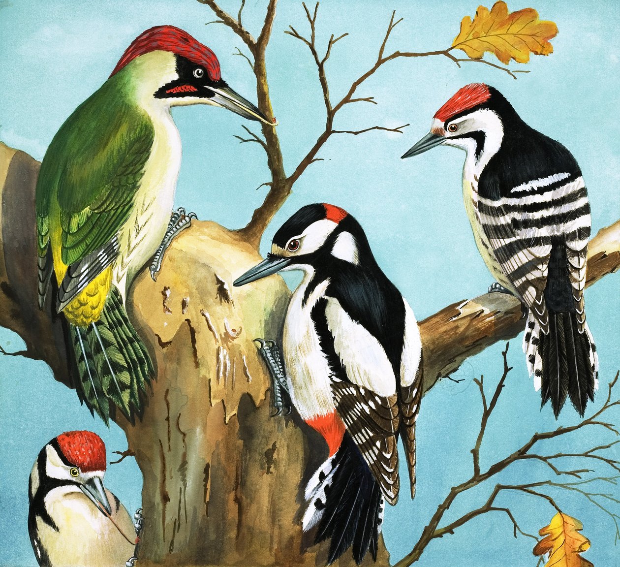 Pics (gouache sur papier) - English School