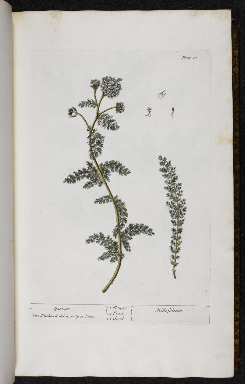 Achillée millefeuille, Planche 18 de 