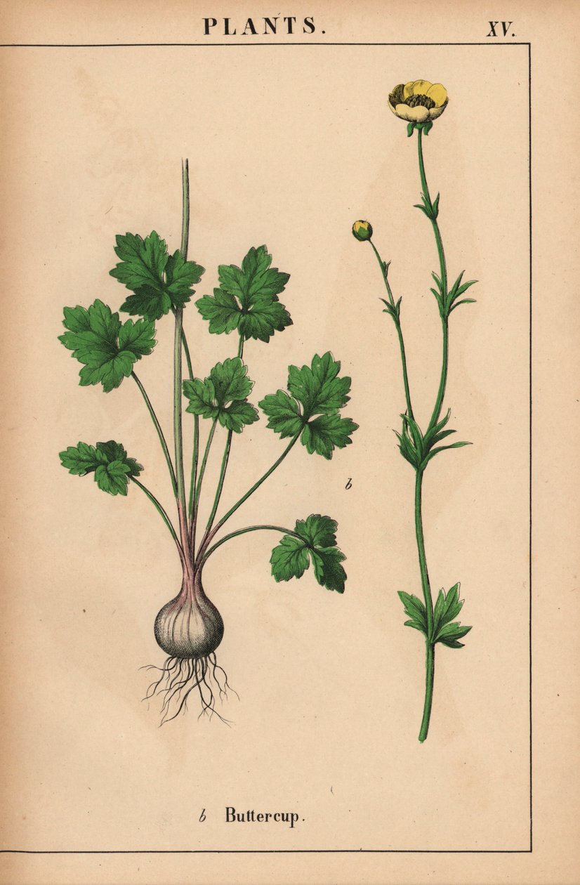 Renoncule jaune, de "The Instructive Picturebook, or Lessons from the Vegetable World," [Charlotte Mary Yonge], Édimbourg - English School