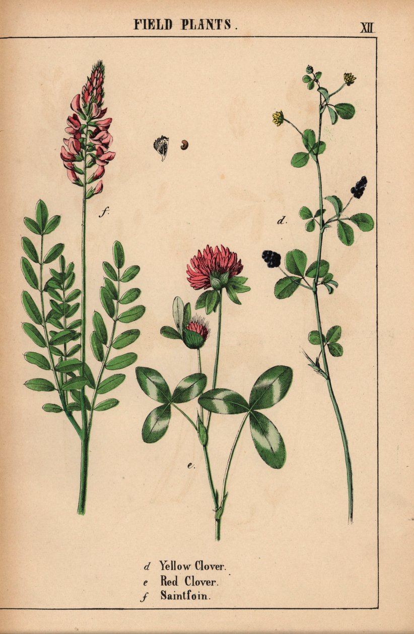 Trèfle jaune, trèfle rouge et sainfoin, de "The Instructive Picturebook, or Lessons from the Vegetable World," [Charlotte Mary Yonge], Édimbourg - English School