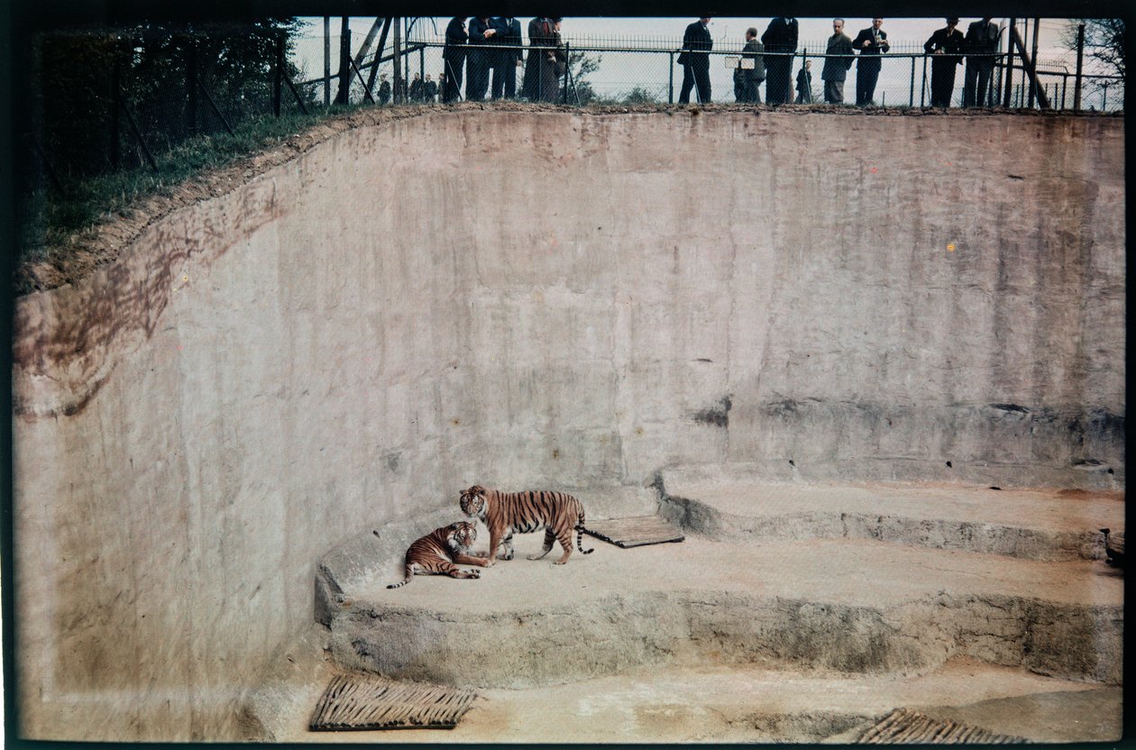 Zoo de Whipsnade, Whipsnade, Central Bedfordshire, Central Bedfordshire, UK - Eric Maybank