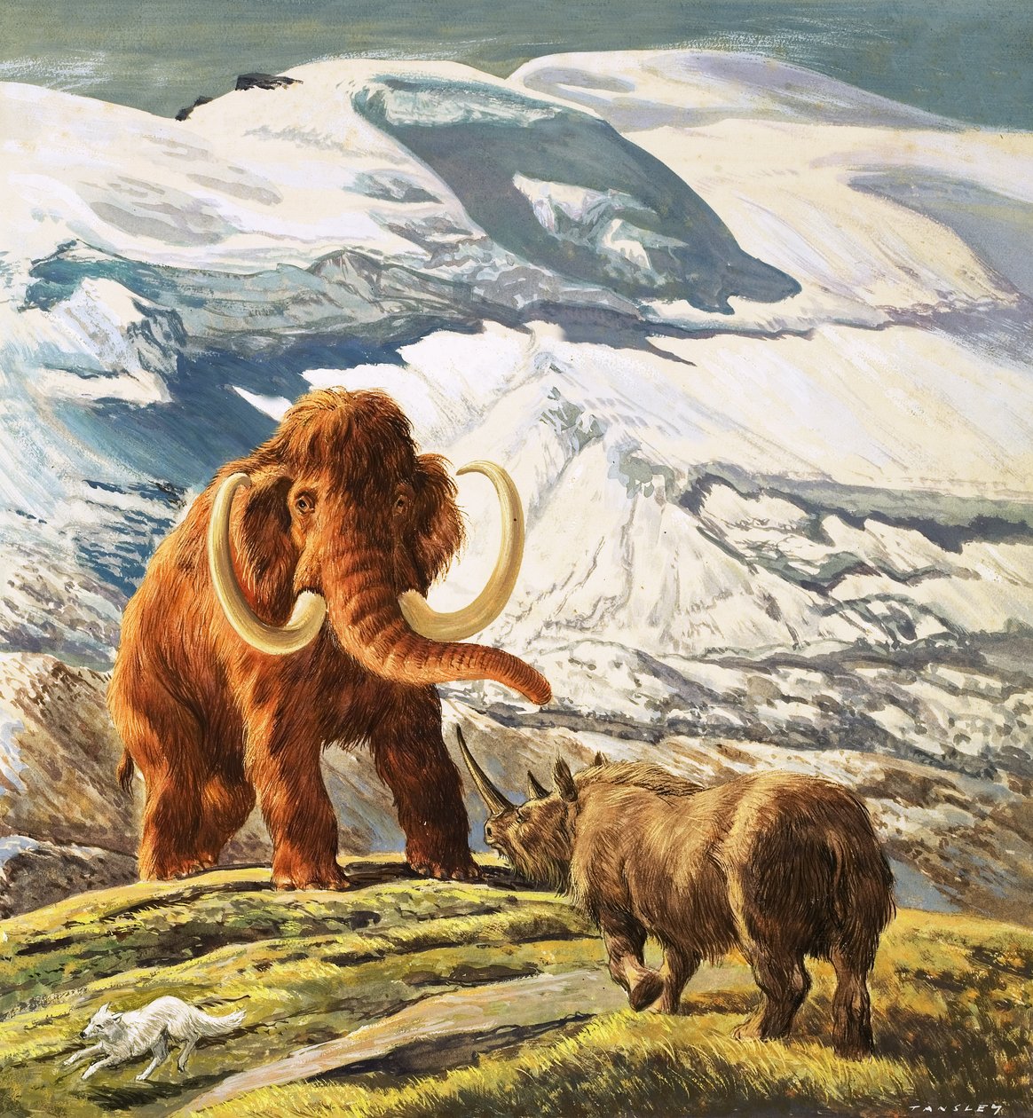 Le mammouth rencontre le rhinocéros (gouache sur papier) - Eric Tansley