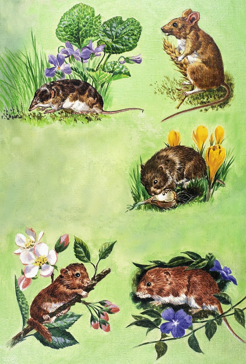 Souris, campagnols et musaraignes - Eric Tansley