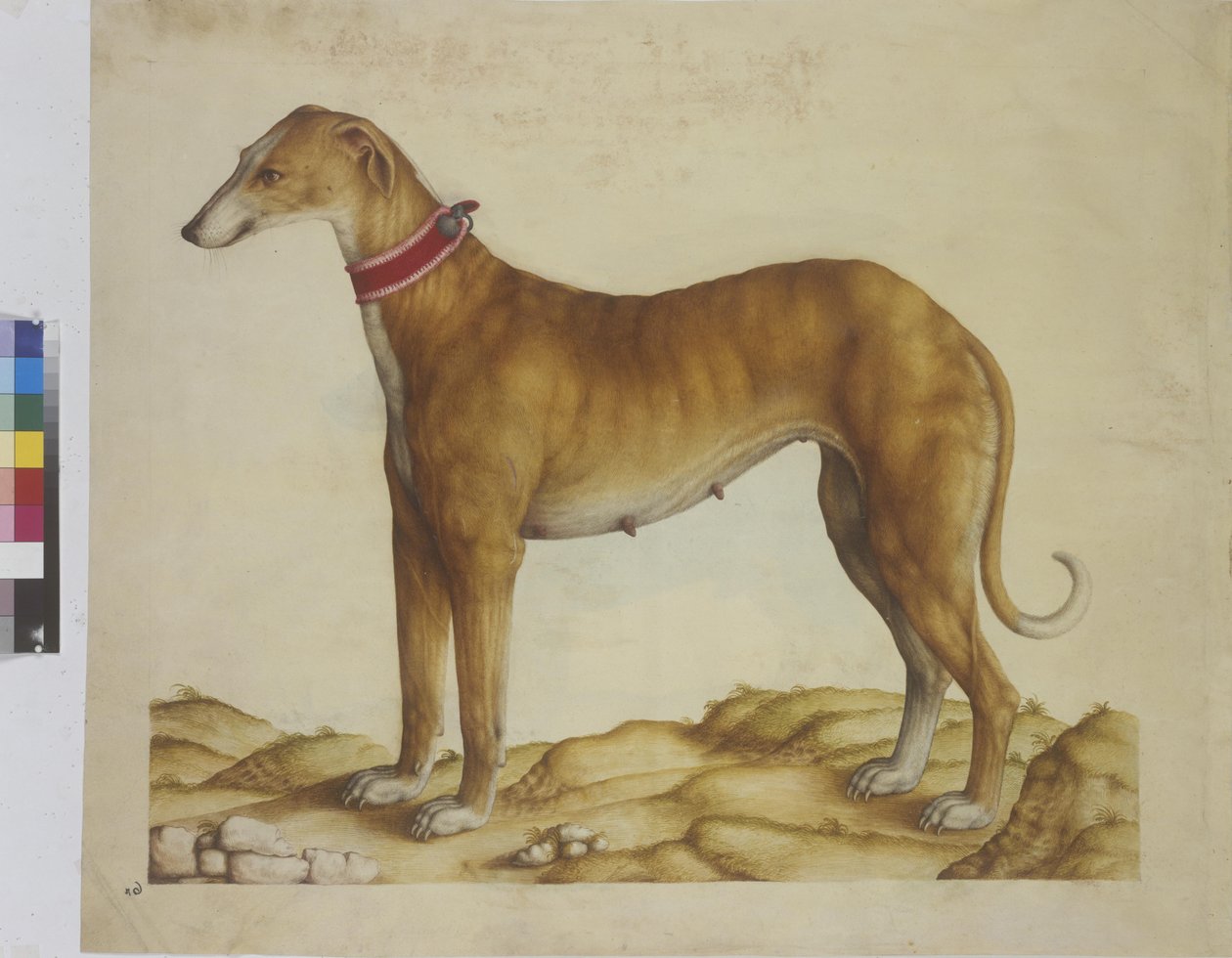 Pleine page : miniature : chien, vers 1562-1580 (aquarelle sur papier) - Erich Lessing