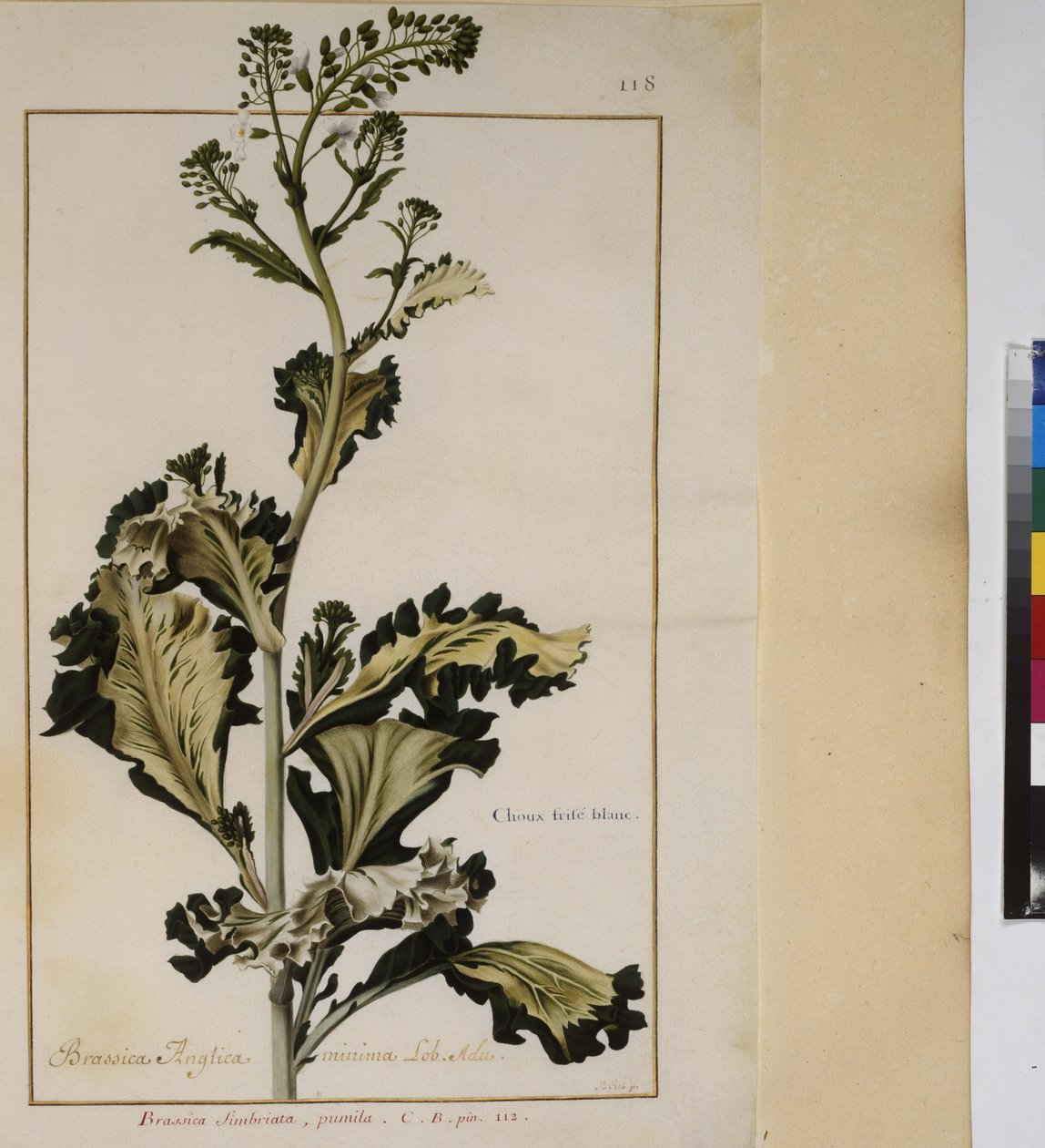 Pleine page : étude de plantes, vers 1650-75 - Erich Lessing