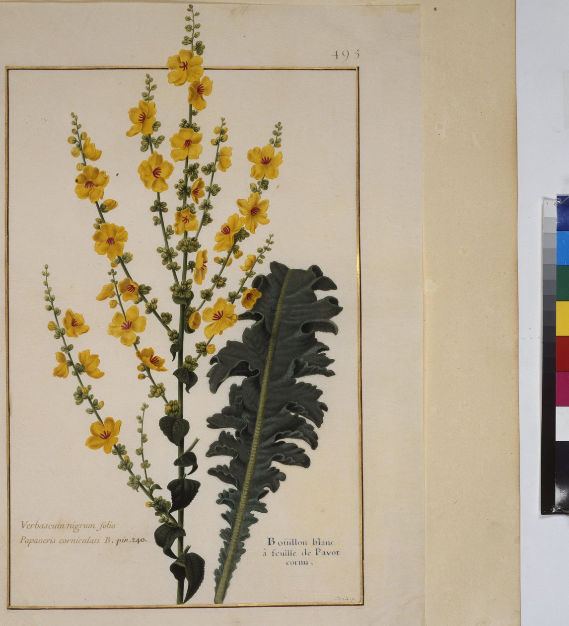 Pleine page : étude de plantes, vers 1650-75 - Erich Lessing