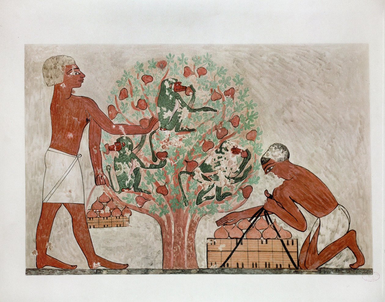 Des hommes cueillent des figues, des singes s