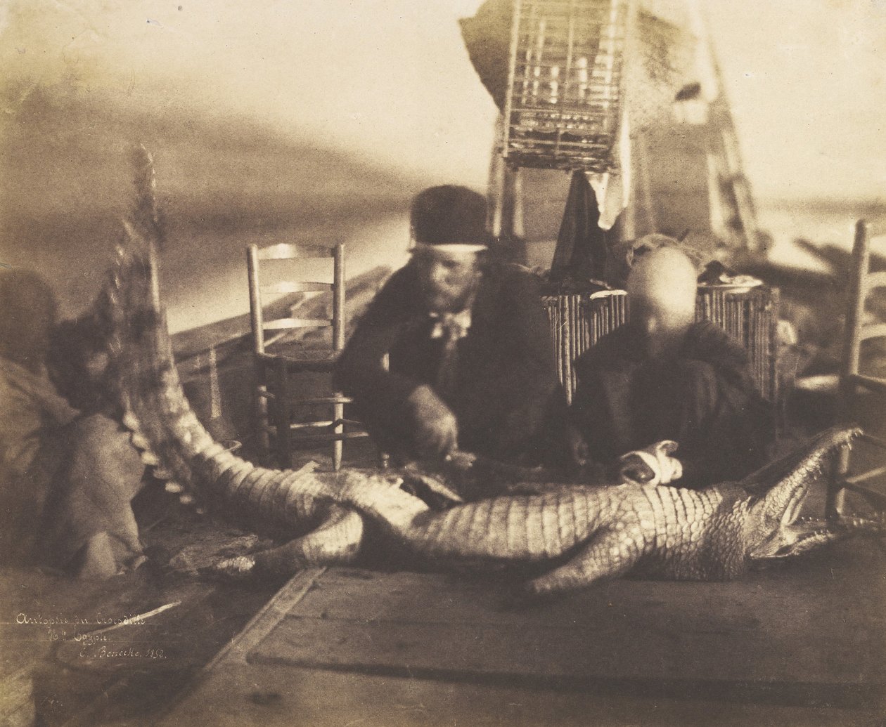 Autopsie du Premier Crocodile à Bord, Haute-Égypte - Ernest Benecke