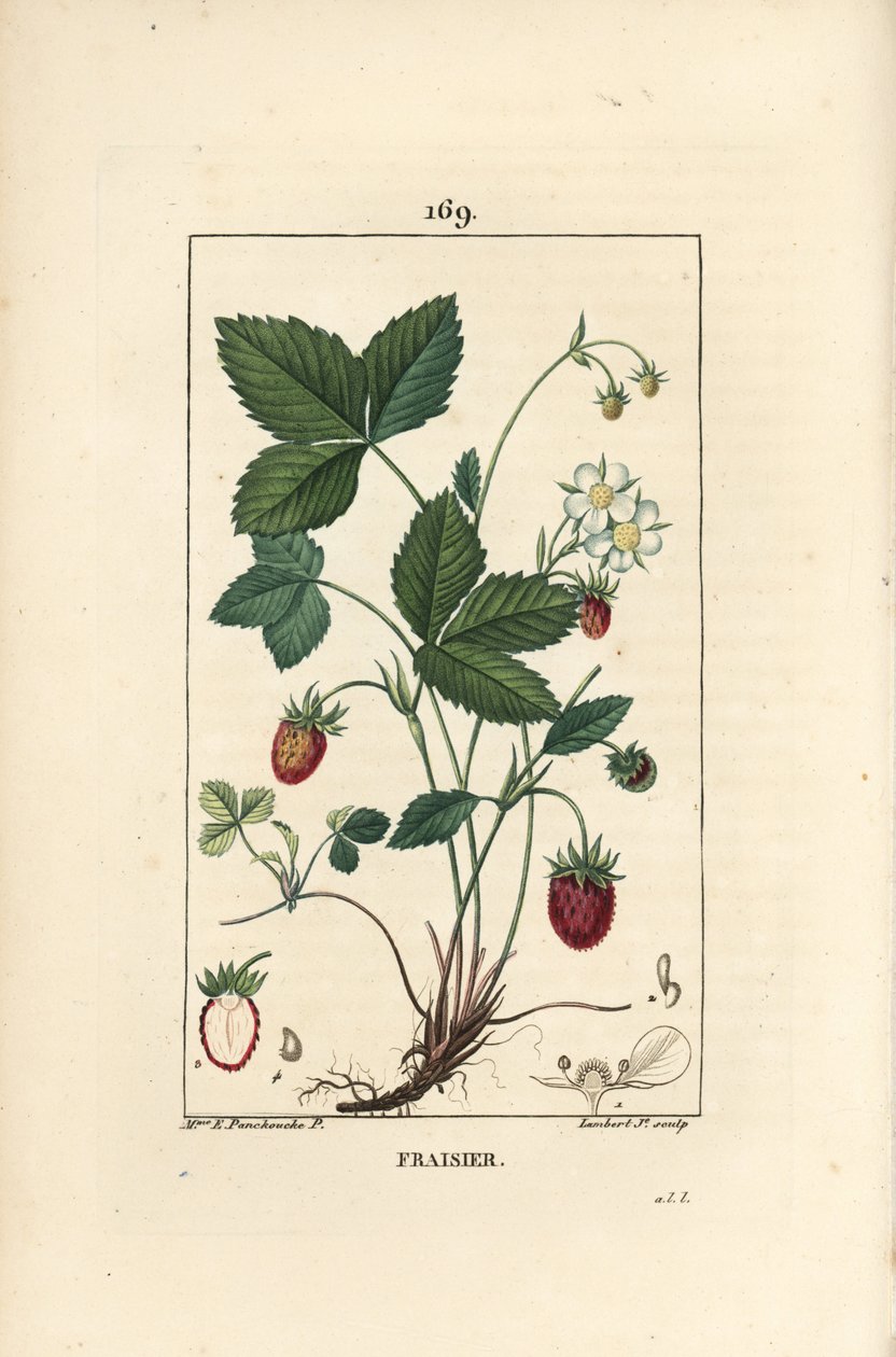 Fraise cultivée - Fraise, Fragaria ananassa, montrant fleur, feuille, fruit mûr, racines et section à travers le fruit - Ernestine Panckoucke