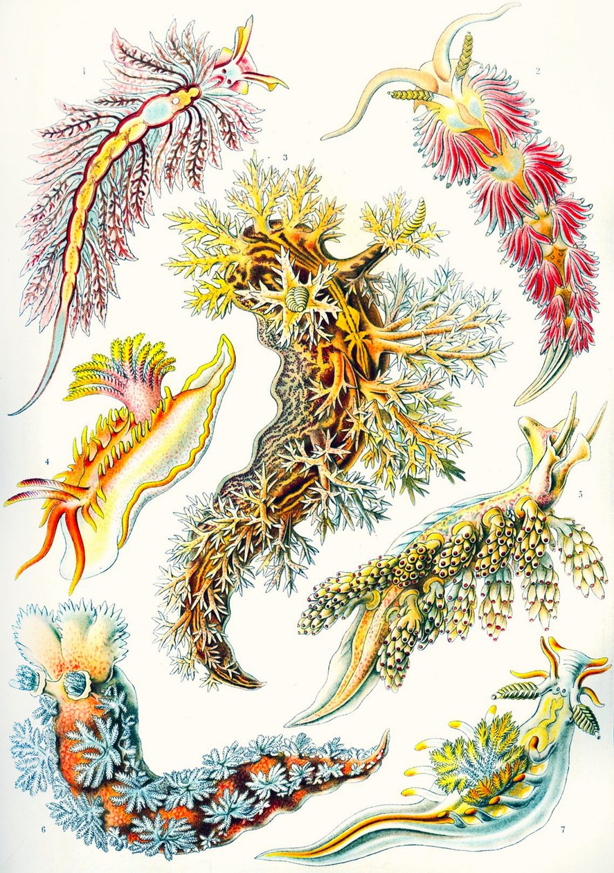 Une collection de Nudibranchia de 