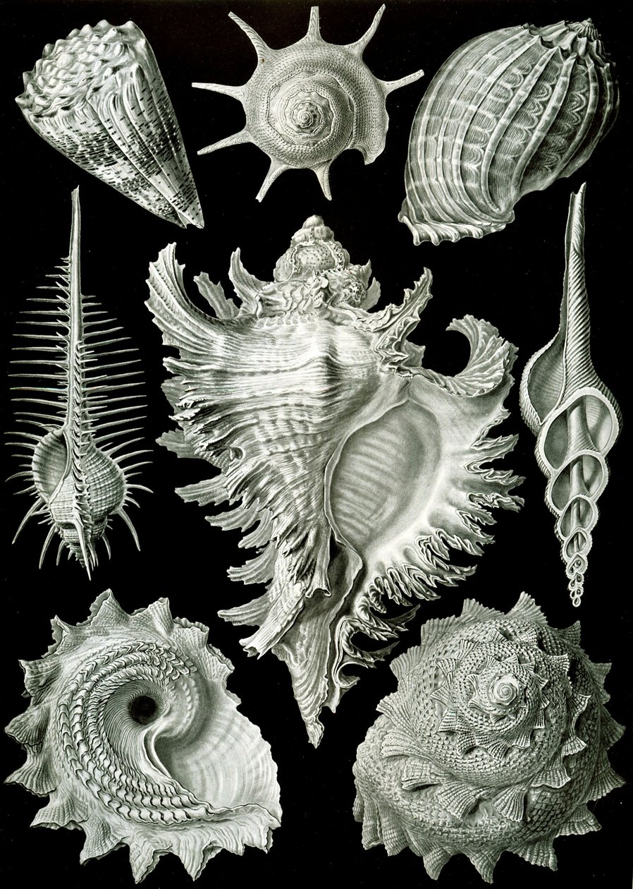 Exemples de Prosranchia - coquilles de divers gastéropodes prosobranches, de 