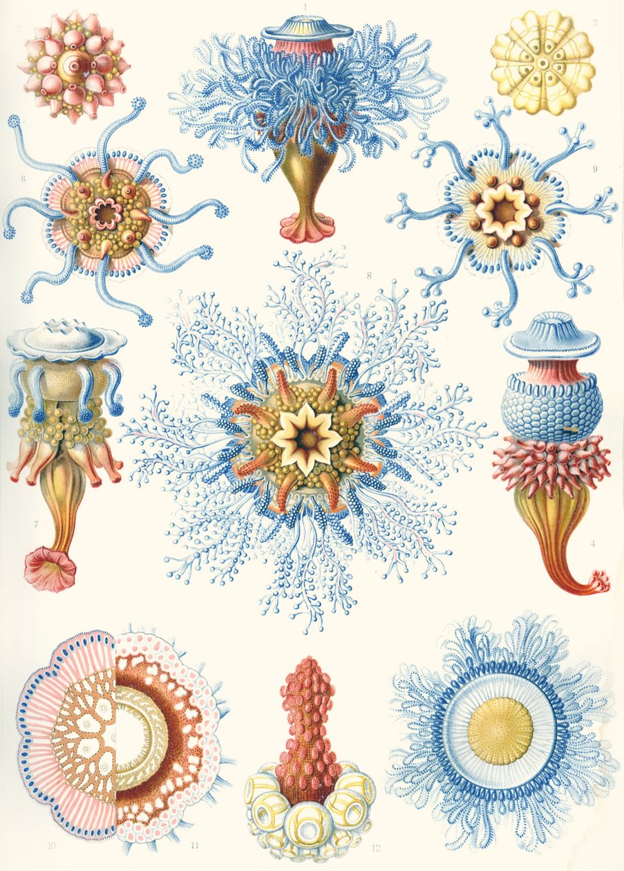 Exemples de Siphonophorae de 