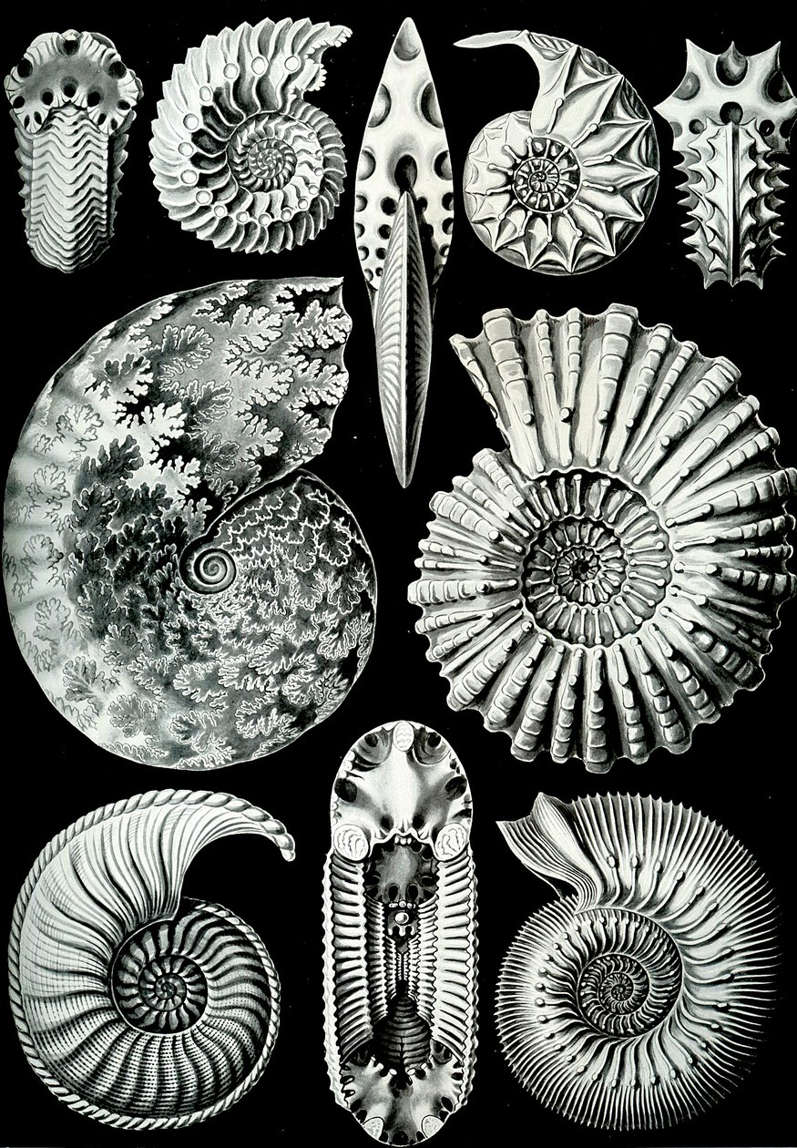 Illustration de Ammonitida de "Kunstformen der Natur" 1904 - Ernst (after) Haeckel