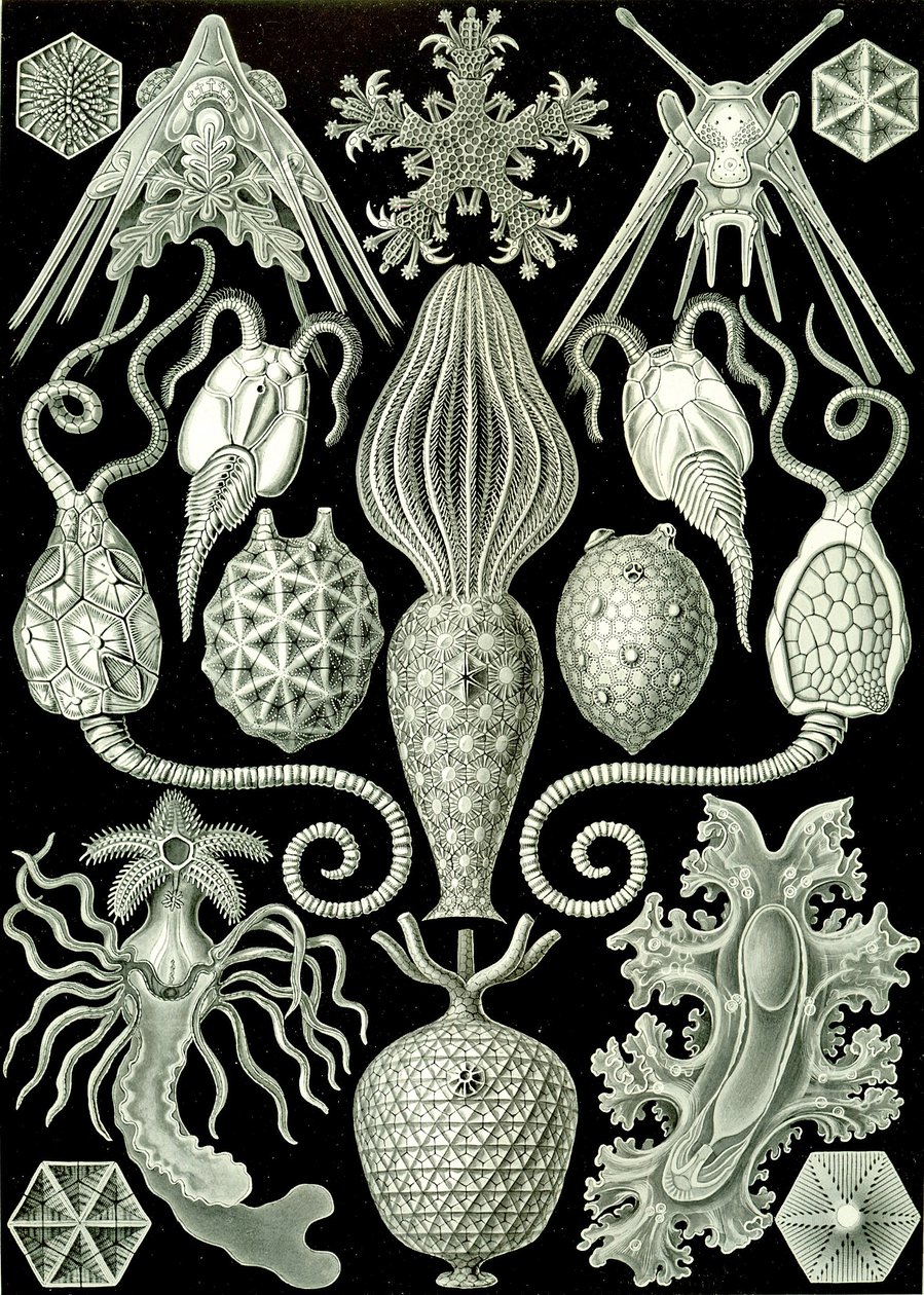 Illustration de Amphoridea de "Kunstformen der Natur" 1904 - Ernst (after) Haeckel